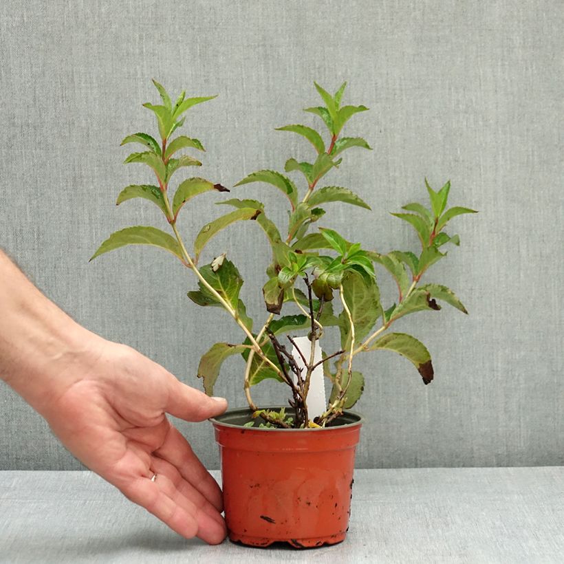 Example of Hortensia - Hydrangea scandens First Love Pot de 12 cm / 13 cm as you get in ete