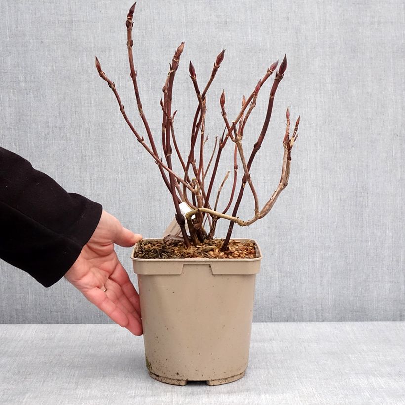 Example of Hortensia - Hydrangea serrata Bleuet Pot de 3L/4L as you get in hiver