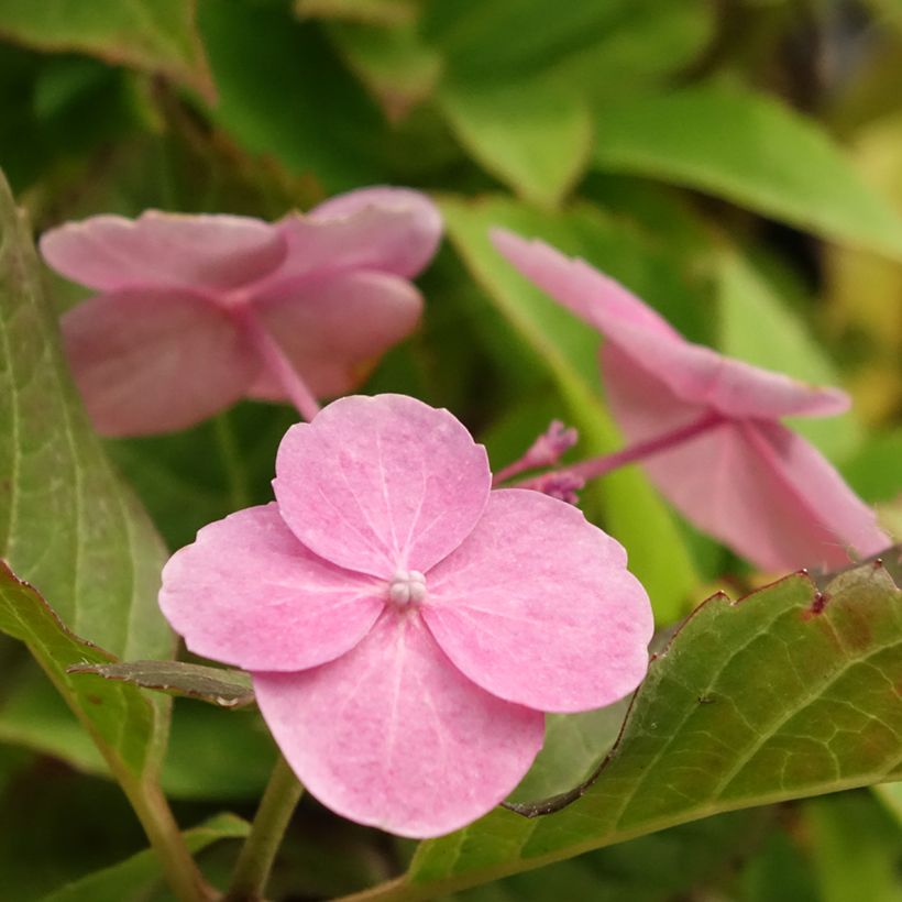 Hortensia - Hydrangea serrata Cotton Candy (Flowering)