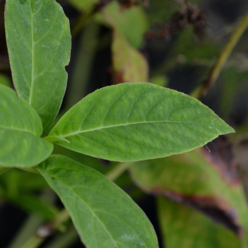 Hortensia - Hydrangea serrata Grayswood (Foliage)