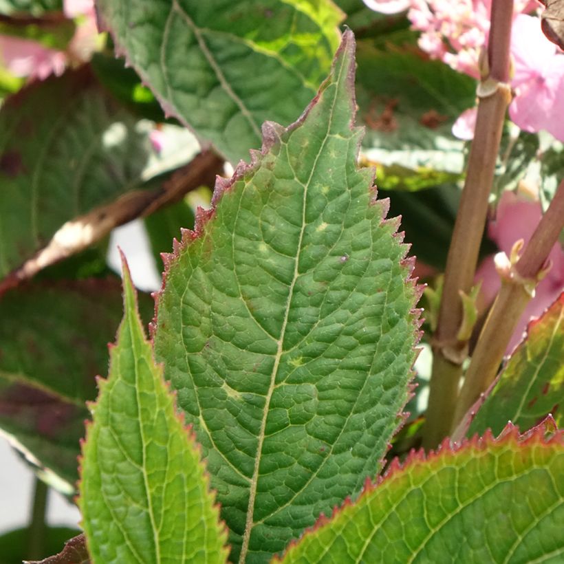 Hortensia - Hydrangea serrata Koreana (Foliage)