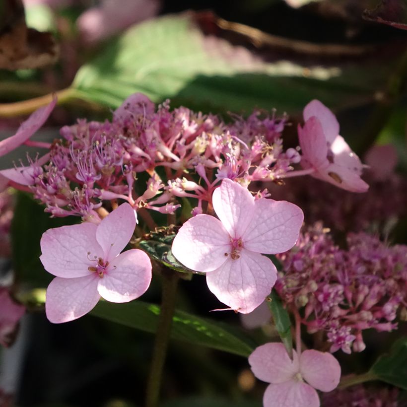 Hortensia - Hydrangea serrata Koreana (Flowering)