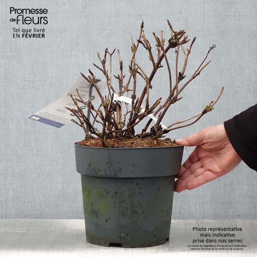 Example of Hortensia - Hydrangea serrata Koreana Pot de 6L/7L as you get in hiver
