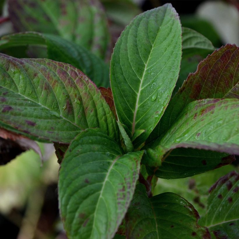 Hortensia - Hydrangea serrata Santiago (Foliage)