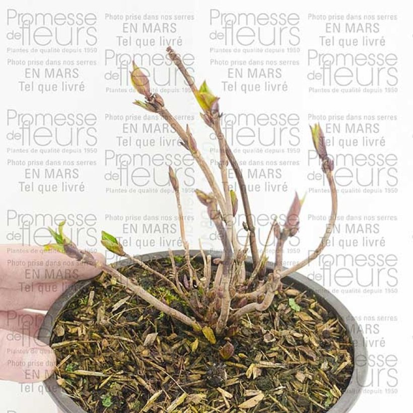 Example of Hortensia - Hydrangea serrata Santiago Pot de 2L/3L as you get