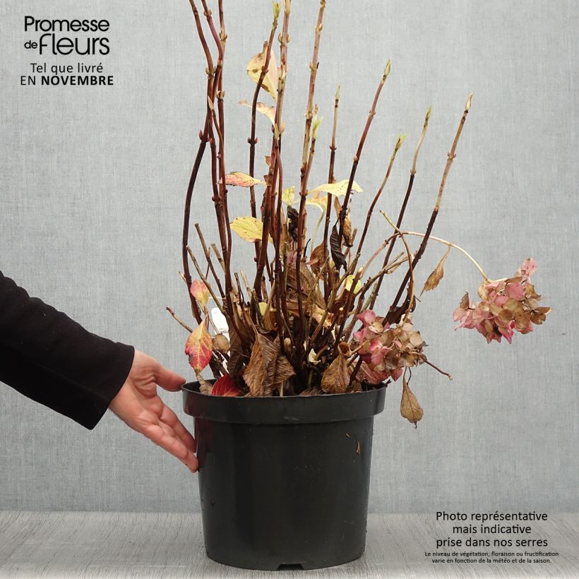 Example of Hortensia macrophylla Alpenglühen Pot de 7,5L/10L as you get in automne