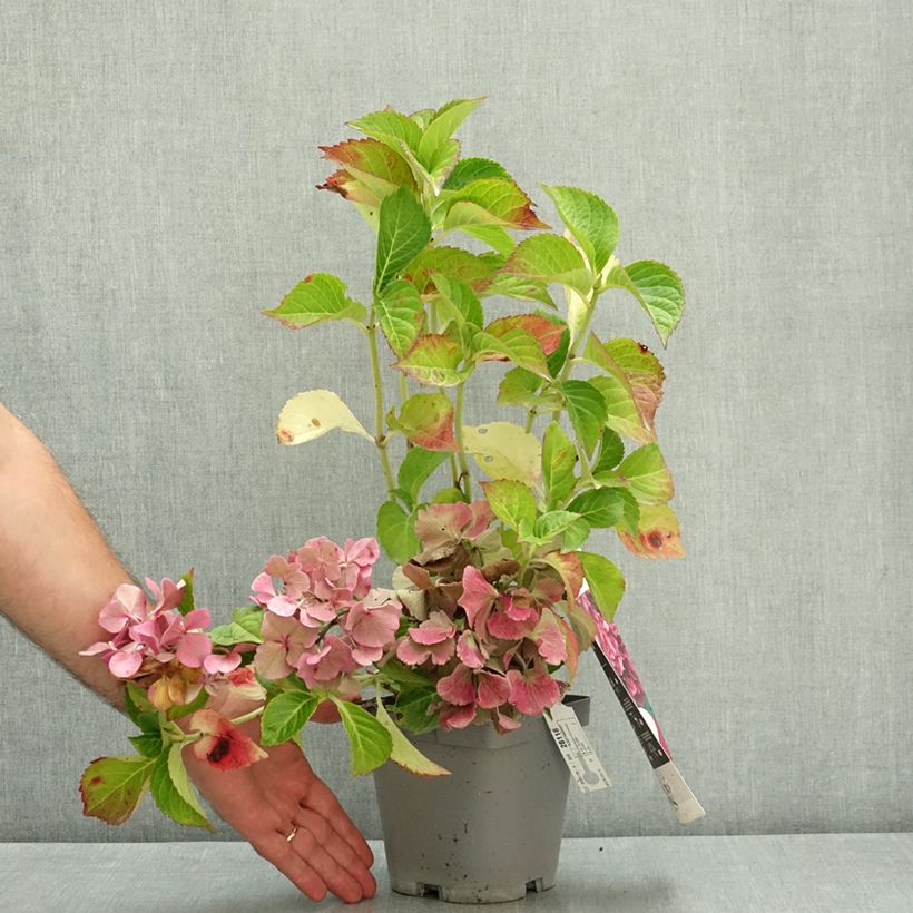 Example of Hortensia macrophylla Constellation Pot de 2L/3L as you get in ete