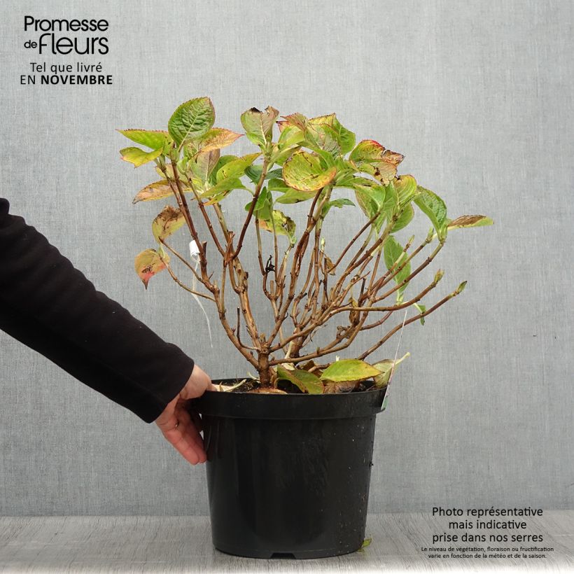 Example of Hortensia macrophylla King George V Pot de 7,5L/10L as you get in automne