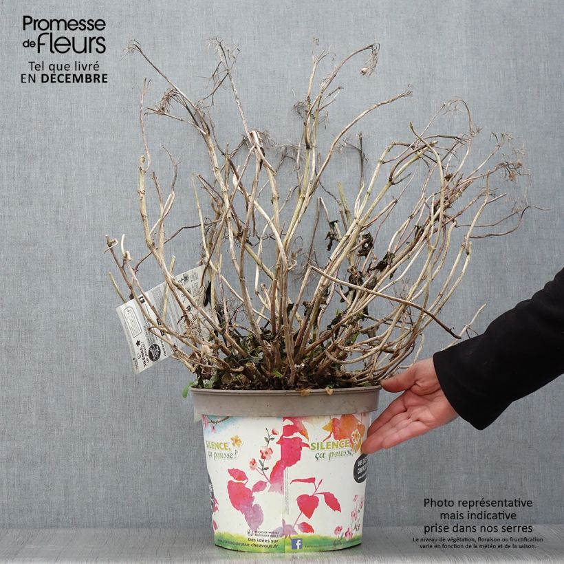 Example of Hortensia macrophylla Stellar Bleu Pot de 7,5L/10L as you get in automne