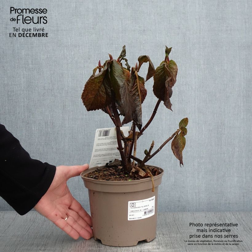 Example of Hortensia macrophylla Teller Blue Pot de 2L/3L as you get in automne