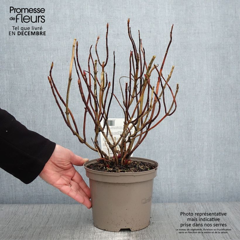 Example of Hortensia macrophylla Teller Red Pot de 2L/3L as you get in automne