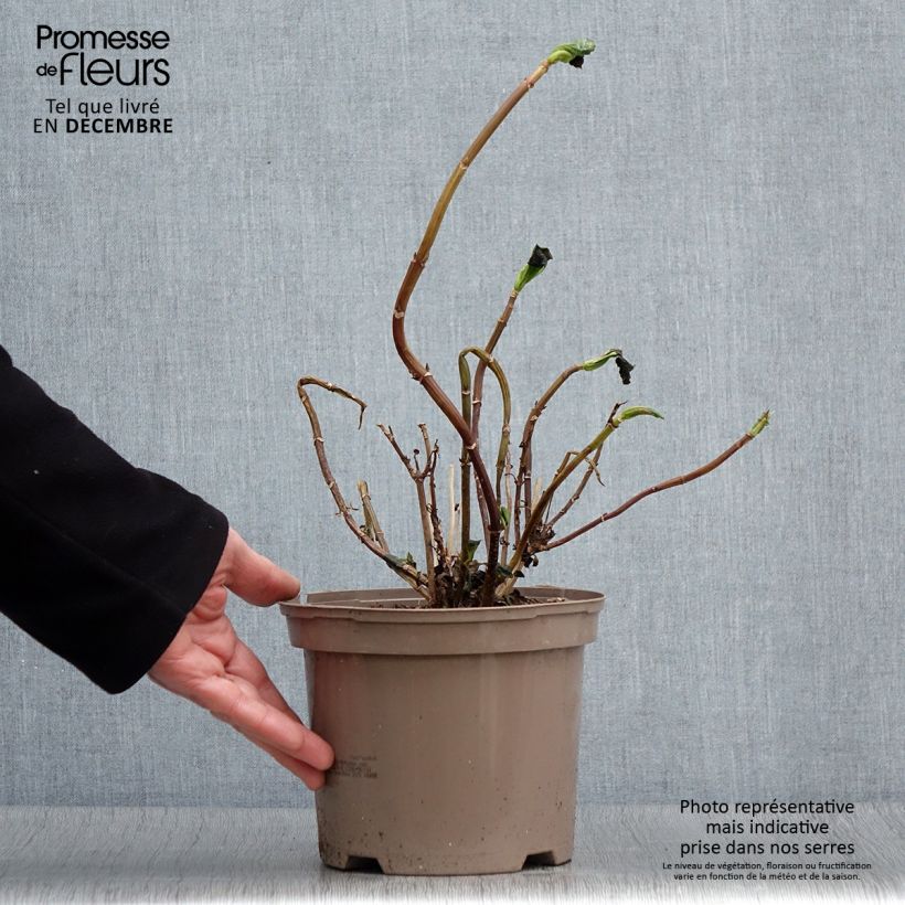 Example of Hortensia macrophylla White Wave Pot de 2L/3L as you get in automne
