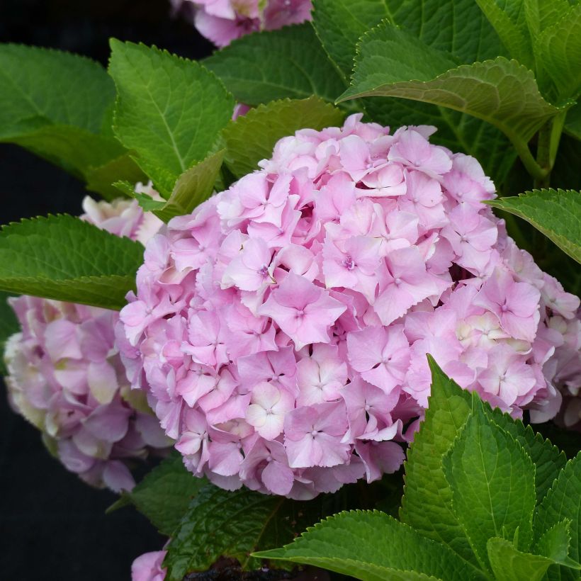 Hortensia macrophylla Magical Harmony (Flowering)