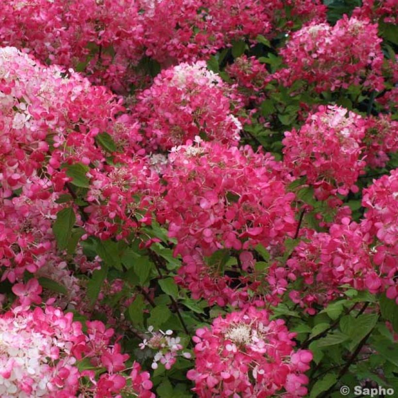 Hydrangea paniculata Diamant Rouge - Hortensia paniculé (Flowering)