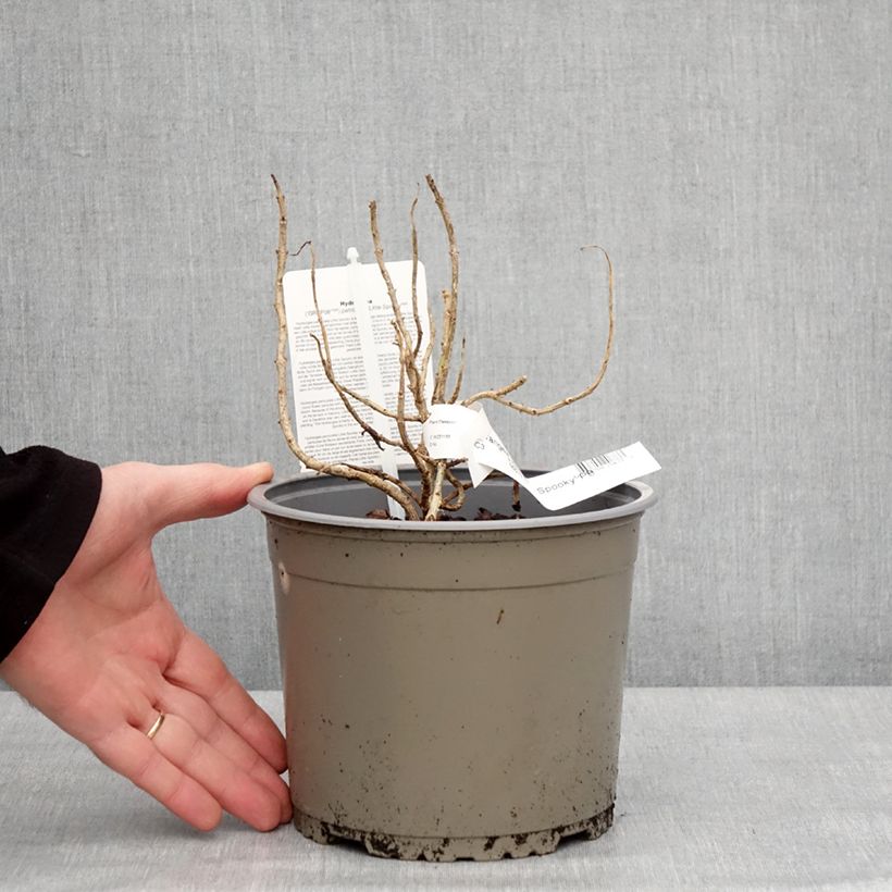 Example of Hydrangea paniculata Little Spooky - Hortensia paniculé Pot de 3L/4L as you get in hiver