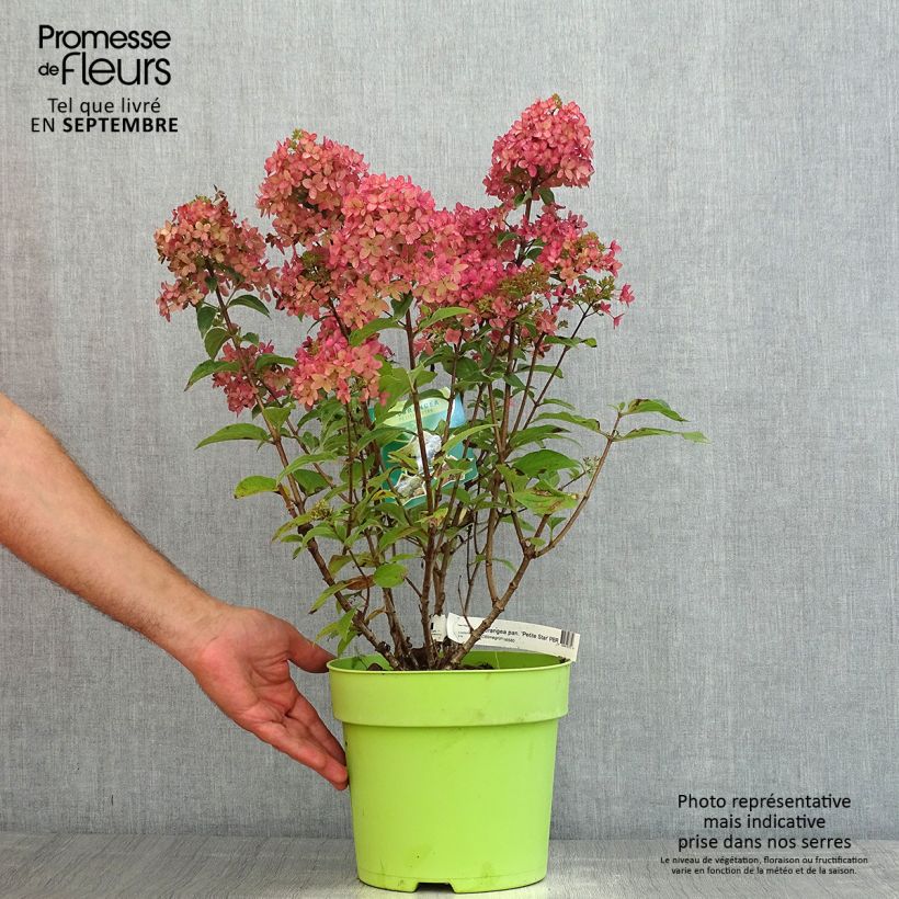 Example of Hydrangea paniculata Petite Star - Hortensia paniculé Pot de 4L/5L as you get in ete