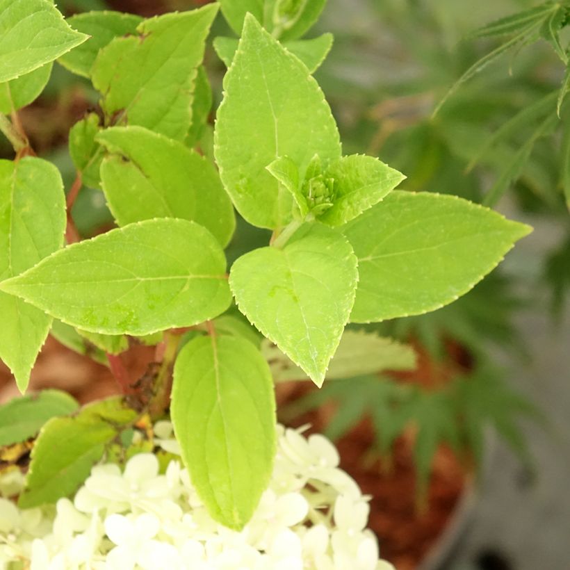 Hydrangea paniculata Tardiva - Hortensia paniculé (Foliage)