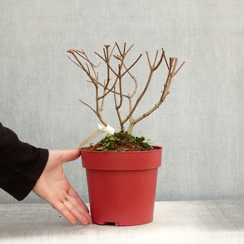 Example of Hydrangea paniculata Bloody Marie - Hortensia paniculé Pot de 3L/4L as you get in automne