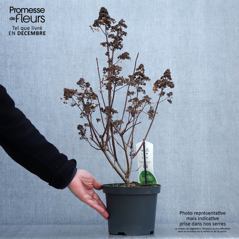 Example of Hydrangea paniculata Dharuma - Hortensia paniculé Pot de 2L/3L as you get in automne