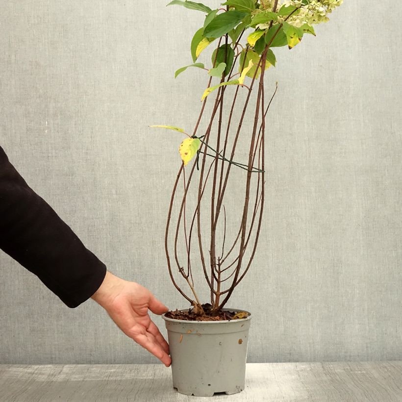 Example of Hydrangea paniculata Living Pinky Promise - Hortensia paniculé Pot de 2L/3L as you get in automne