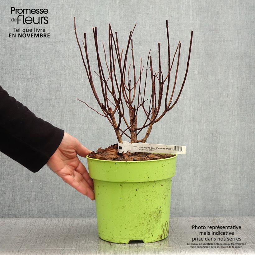Example of Hydrangea paniculata Pandora - Hortensia paniculé Pot de 6L/7L as you get in automne