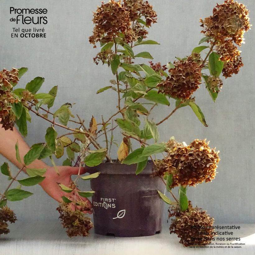 Example of Hydrangea paniculata Tickled Pink - Hortensia paniculé Pot de 7,5L/10L as you get in automne