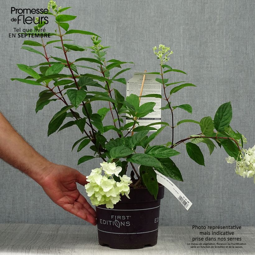 Example of Hydrangea paniculata Tickled Pink - Hortensia paniculé Pot de 2L/3L as you get in automne
