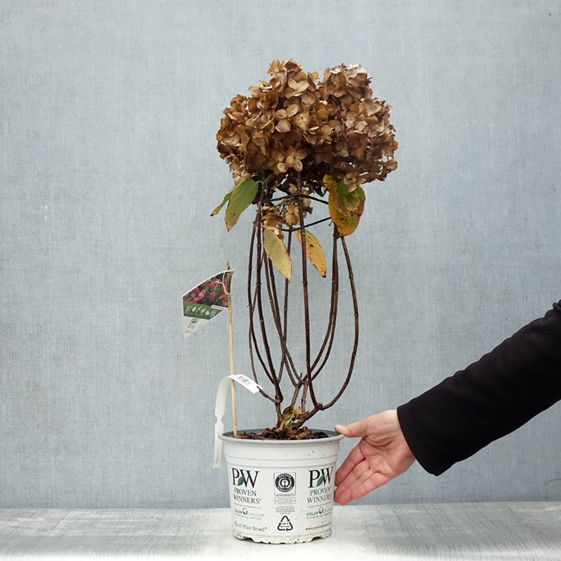 Example of Hydrangea paniculata Fire Light - Hortensia paniculé Pot de 4L/5L as you get in automne