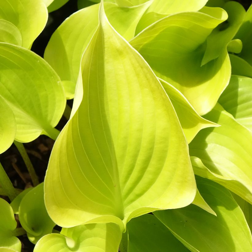 Hosta Appletini (Foliage)