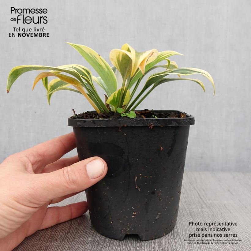Example of Hosta Autumn Frost Pot de 1,5L/2L as you get in automne