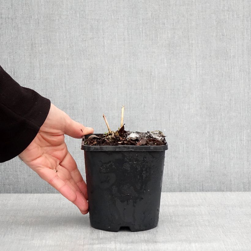 Example of Hosta Ayesha Pot de 1,5L/2L as you get in hiver