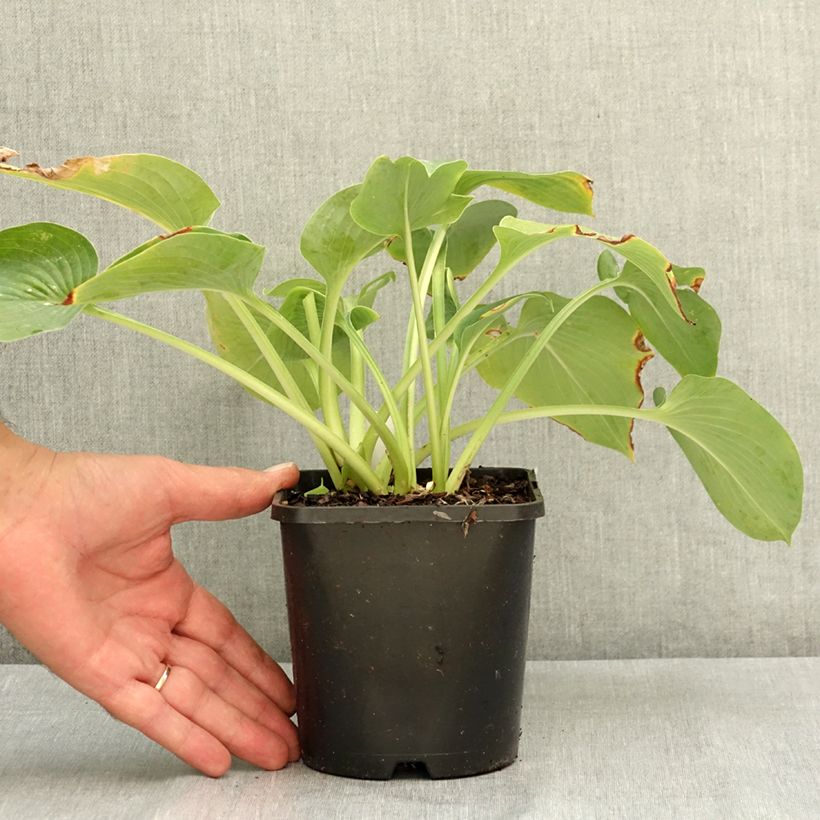 Example of Hosta Blue Cadet Pot de 1,5L/2L as you get in ete