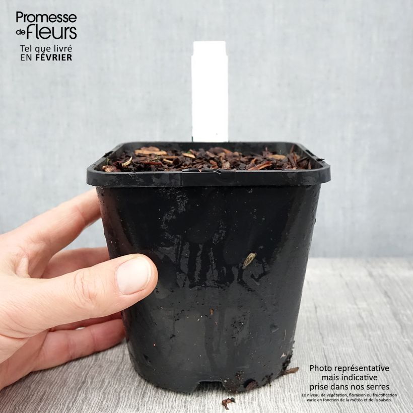 Example of Hosta Blue Ivory - Hosta moyen bleu et ivoire Pot de 1,5L/2L as you get in hiver