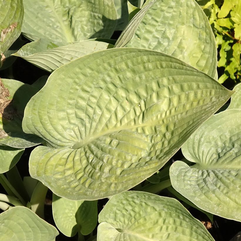 Hosta Blue Vision (Foliage)