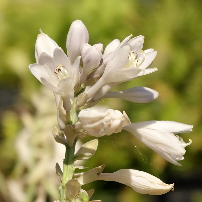 Hosta Blue Vision (Flowering)