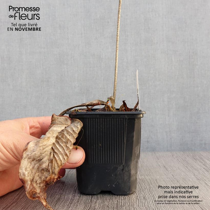 Example of Hosta Bressingham Blue Godet de 8/9 cm as you get in automne