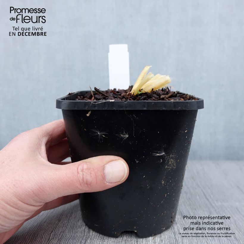 Example of Hosta Bridal Falls Pot de 1,5L/2L as you get in automne