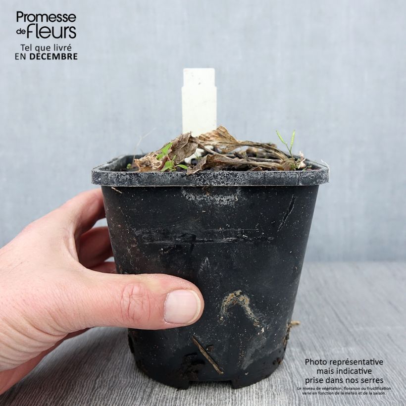 Example of Hosta Broad Street Pot de 1,5L/2L as you get in automne