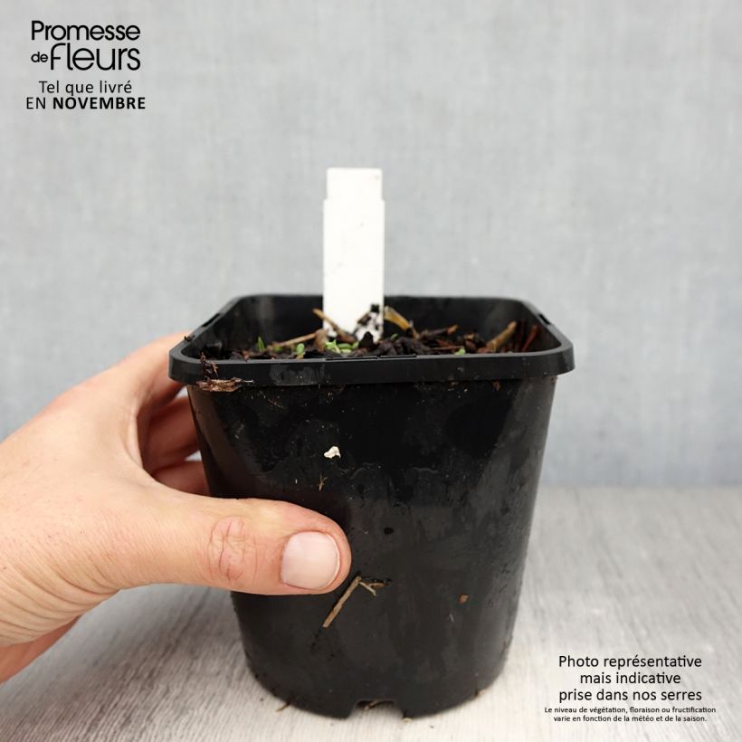 Example of Hosta Broadway Pot de 1,5L/2L as you get in automne