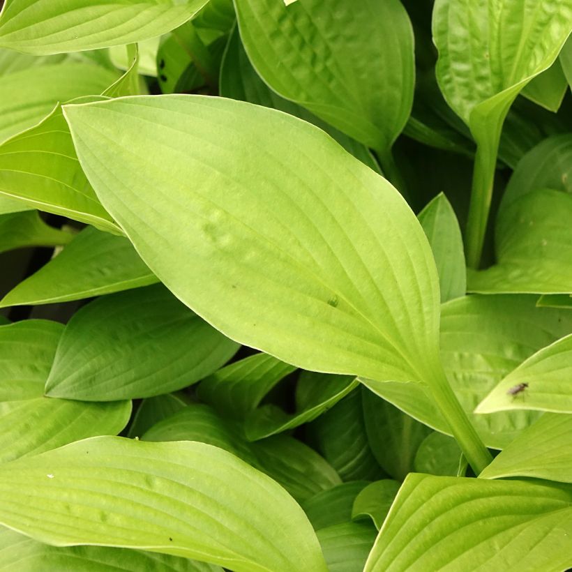 Hosta clausa var. normalis   (Foliage)