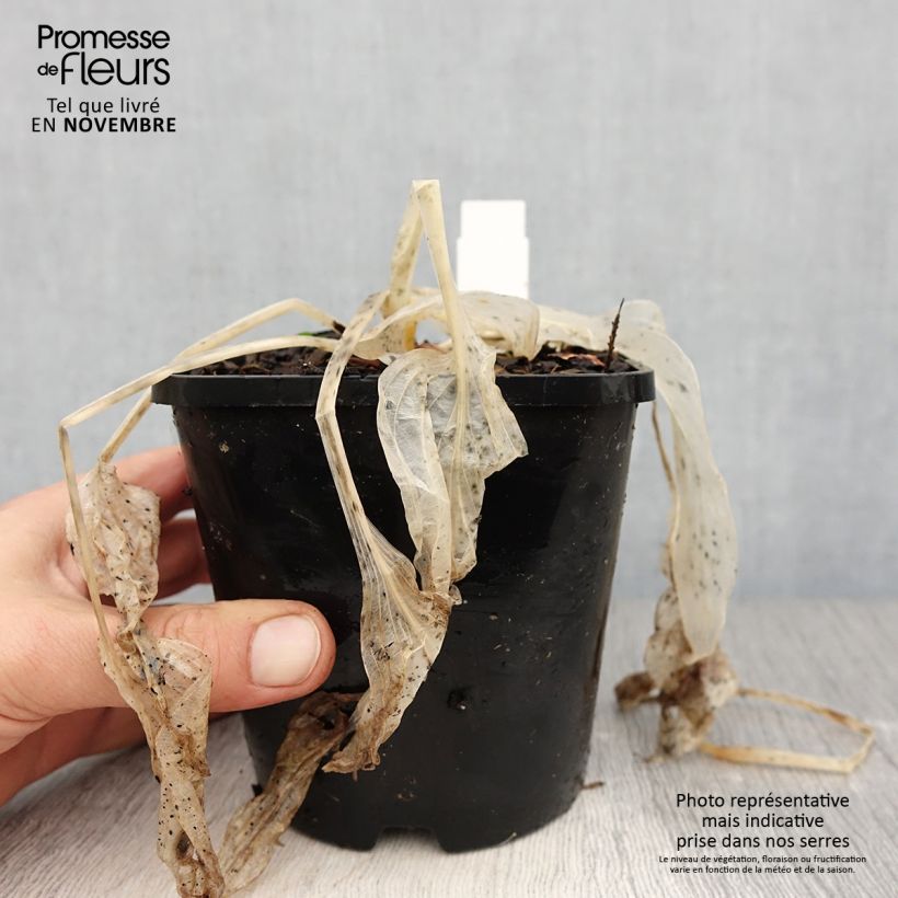 Example of Hosta Coast to Coast  Pot de 1,5L/2L as you get in automne
