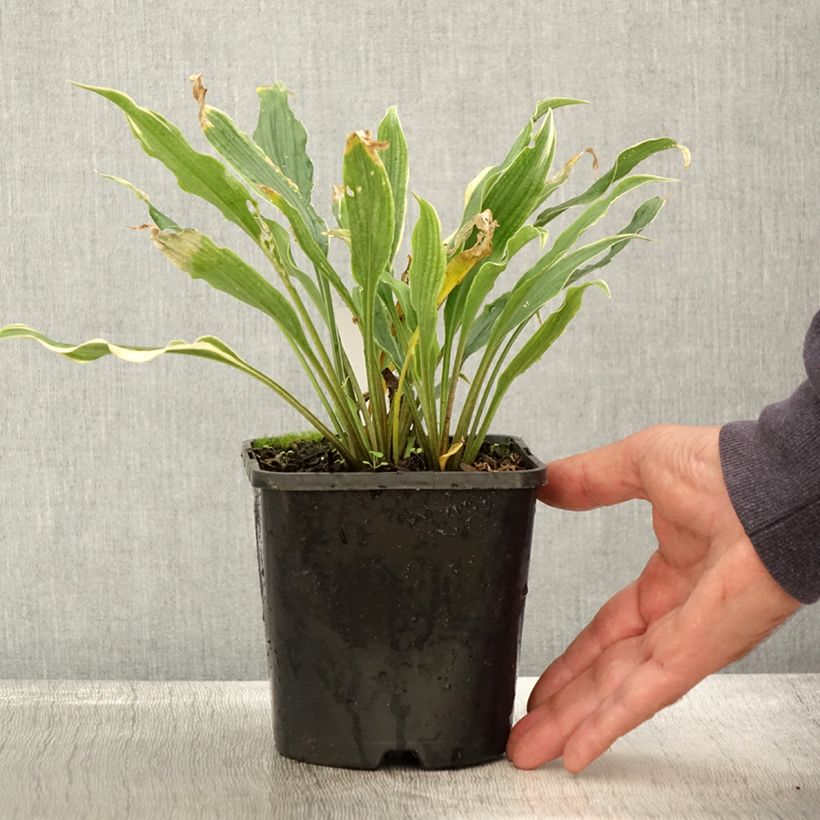 Example of Hosta Electrocution Pot de 1,5L/2L as you get in automne