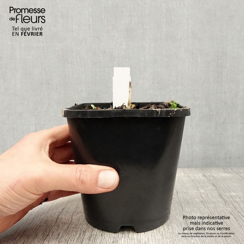 Example of Hosta Enterprise Pot de 1,5L/2L as you get in hiver