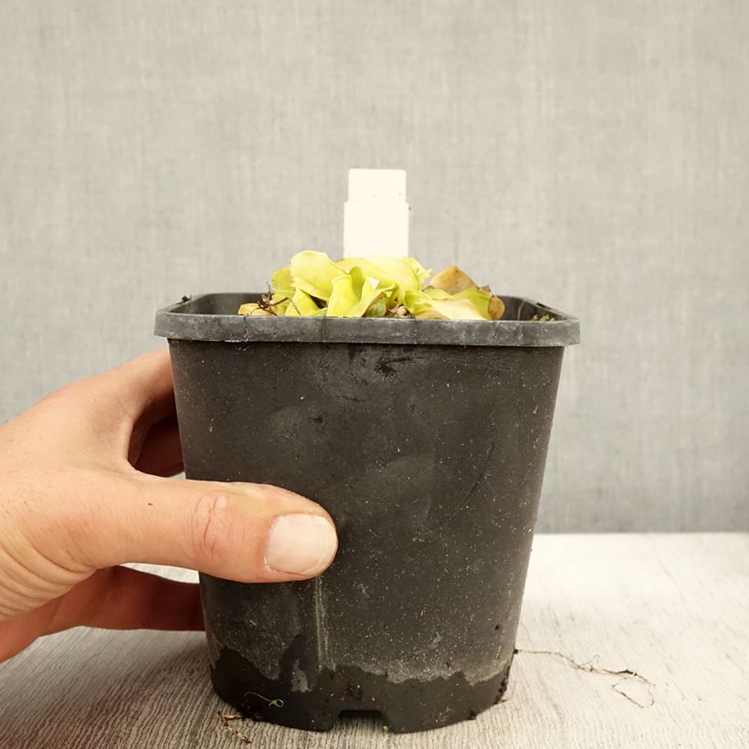 Example of Hosta Faithfull Heart Pot de 1,5L/2L as you get in automne