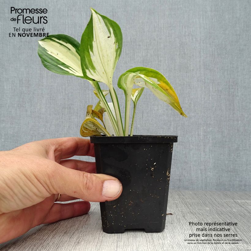 Example of Hosta Fire and Ice Godet de 8/9 cm as you get in automne