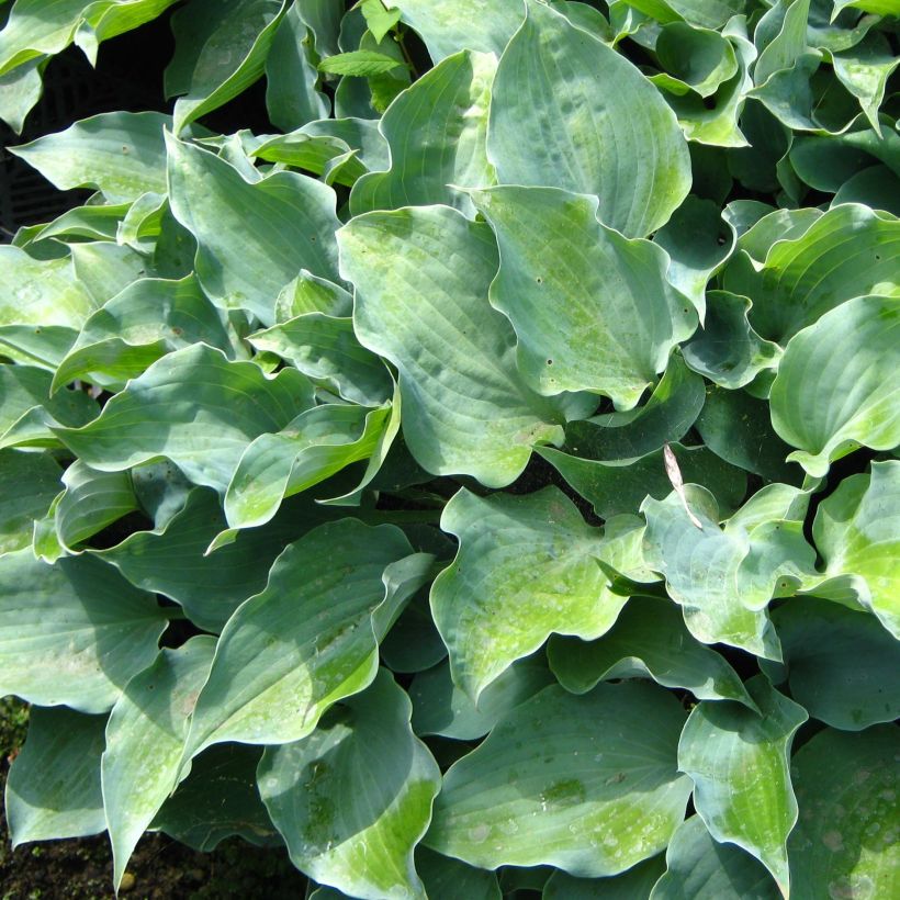 Hosta Flemish Sky  (Foliage)