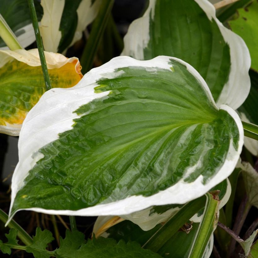 Hosta Patriot (Foliage)