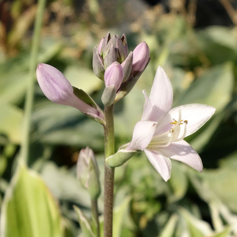 Hosta Patriot (Flowering)
