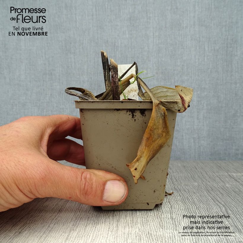 Example of Hosta Fragrant Blue Godet de 8/9 cm as you get in automne