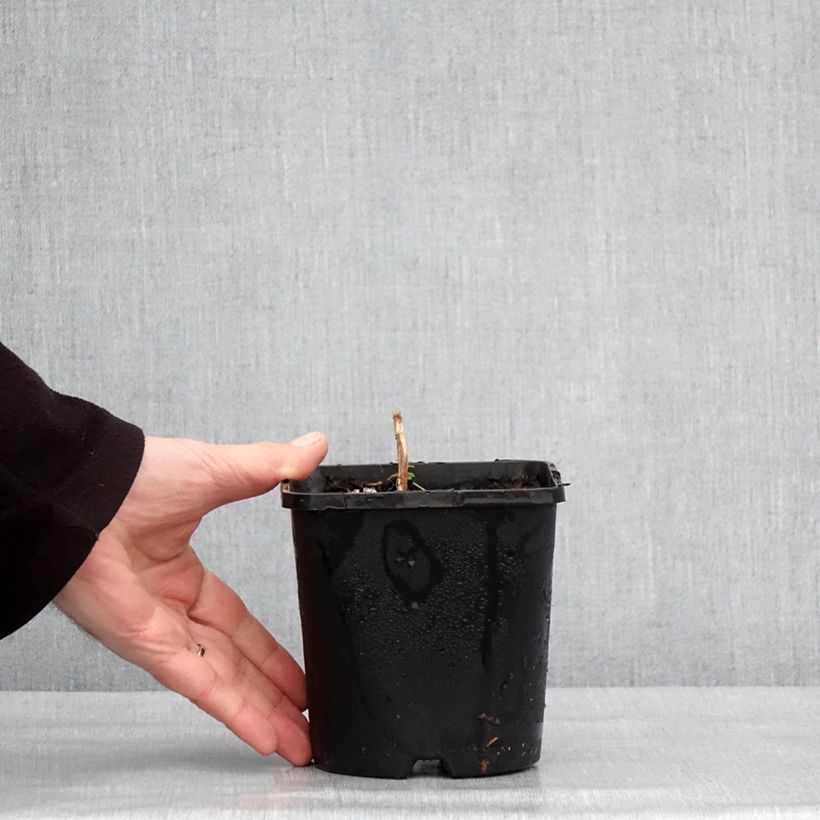Example of Hosta Frosted Mouse Ears Pot de 1,5L/2L as you get in hiver